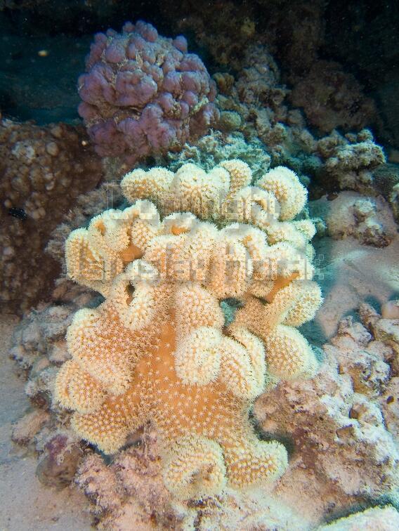 DSCF8397 hvezdickaty koral